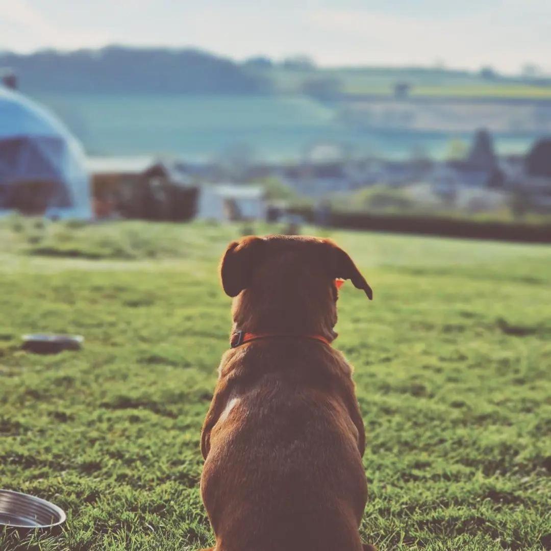 Greenacres Glamping Luxury tent