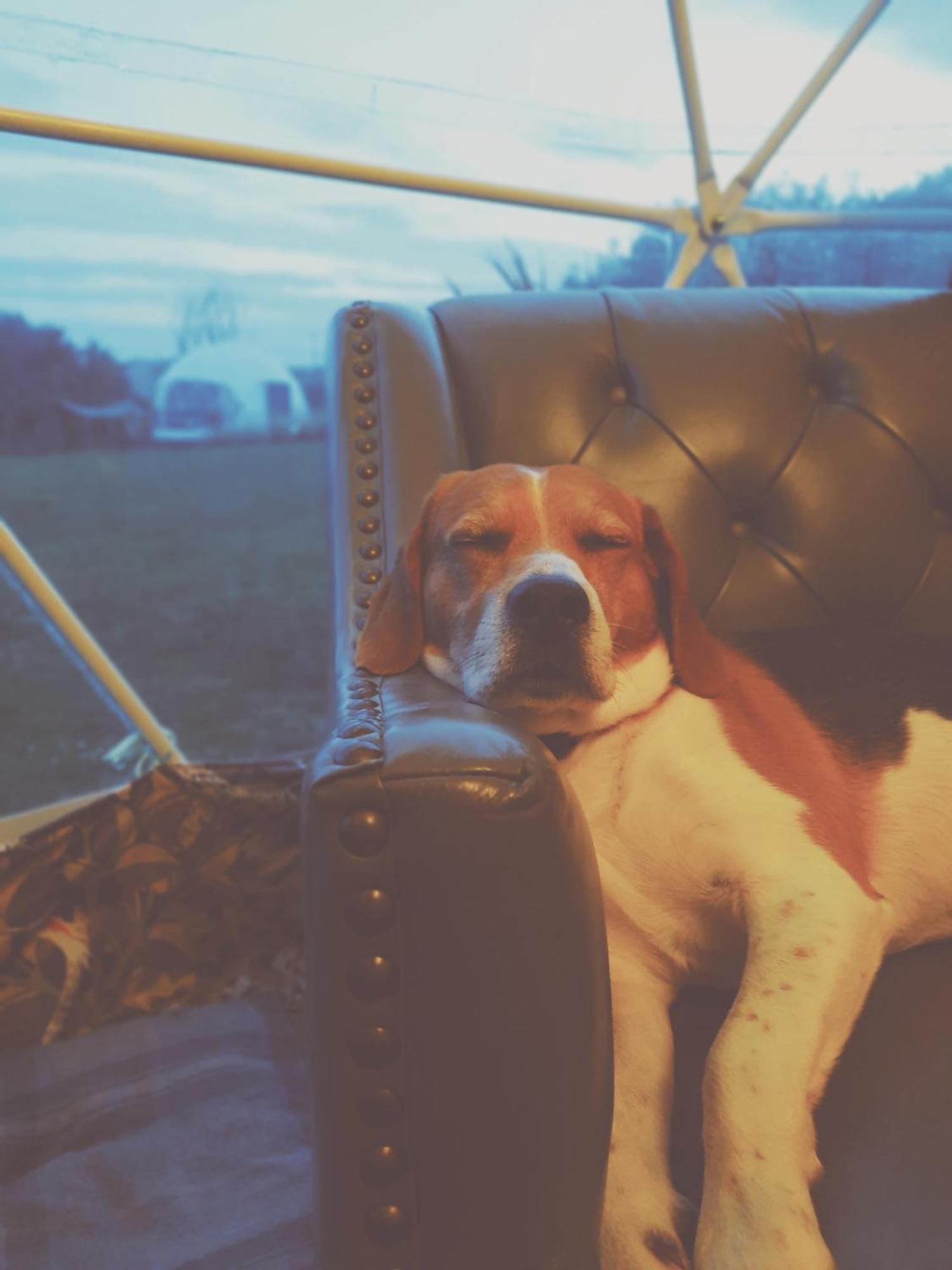 Luxury tent Greenacres Glamping